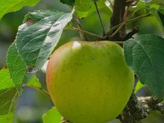 De kracht van Fulvinezuur!