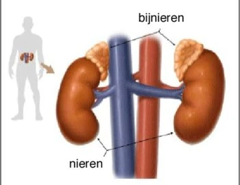 Bijnieruitputting